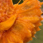 Ameju Fruit Plant (Duguetia Echinophora)