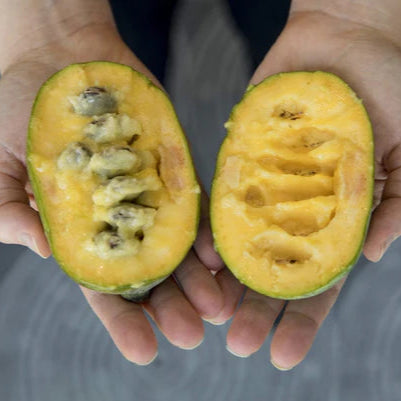 American Pawpaw Live Plants (Asimina triloba)