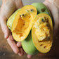 American Pawpaw Live Plants (Asimina triloba)
