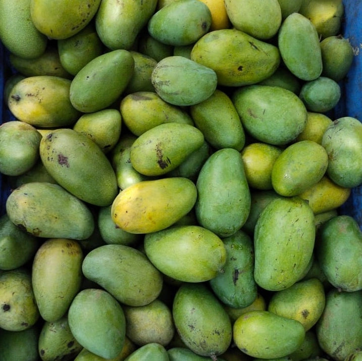 Amrapali Mango Live Plant (Mangifera indica)