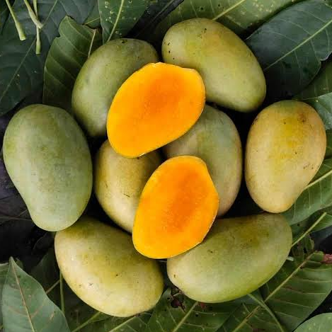 Bull Mango Amrapali Mango Live Plant (Mangifera indica) – veliyathgardens