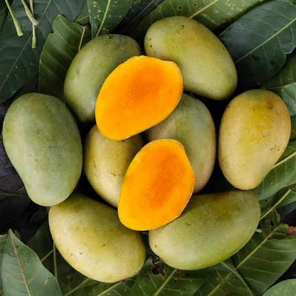 Amrapali Mango Live Plant (Mangifera indica) – veliyathgardens