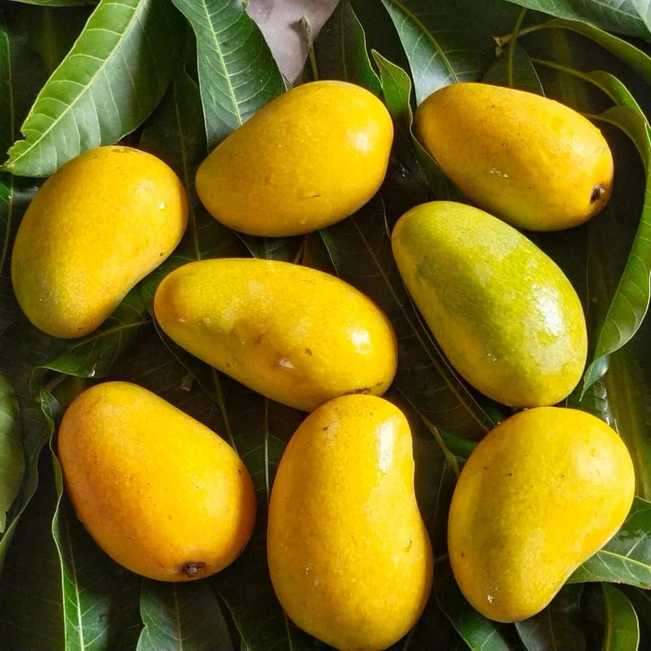 Amrapali Mango Live Plant (Mangifera indica) – veliyathgardens