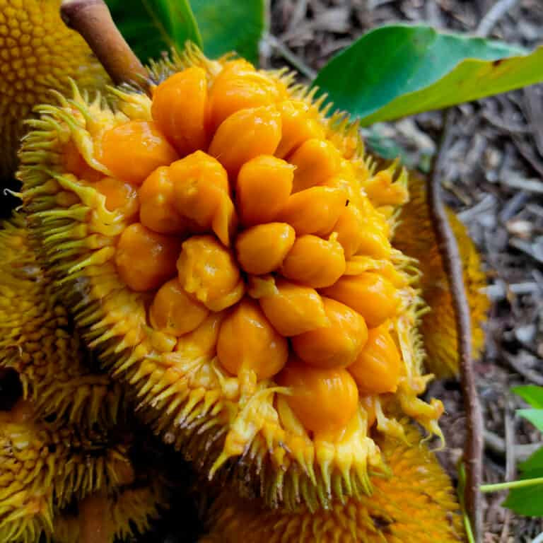 Anjili Jack Fruit Live Plant( Artocarpus hirsutus)