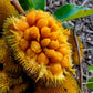 Anjili Jack Fruit Live Plant( Artocarpus hirsutus)