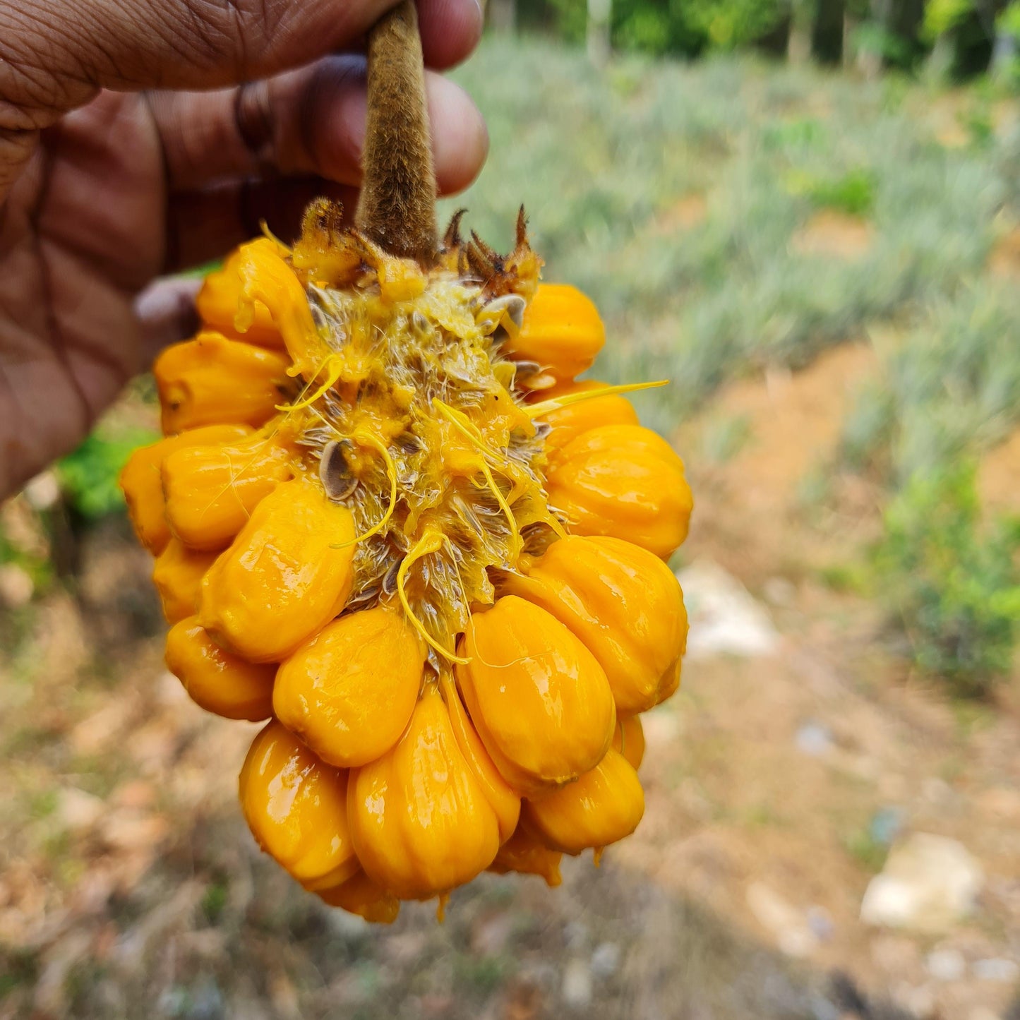 Anjili Jack Fruit Live Plant( Artocarpus hirsutus)
