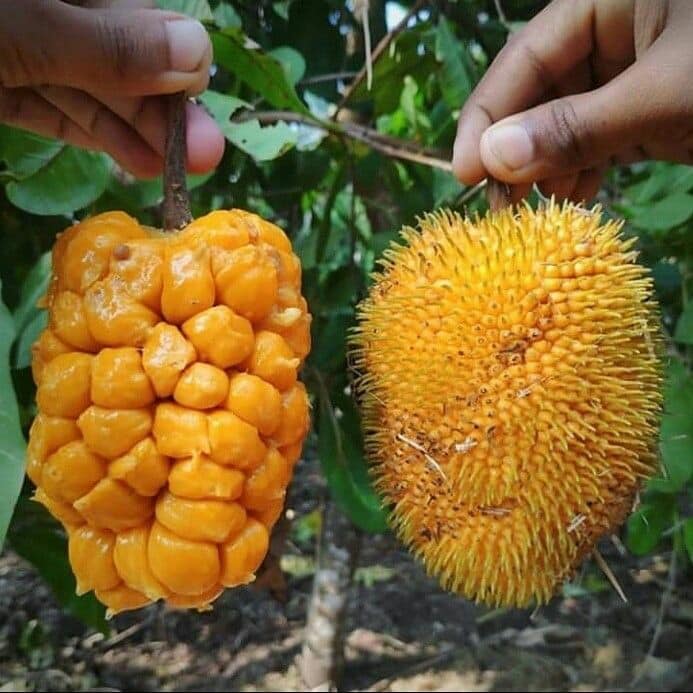Anjili Jack Fruit Live Plant( Artocarpus hirsutus)