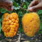 Anjili Jack Fruit Live Plant( Artocarpus hirsutus)