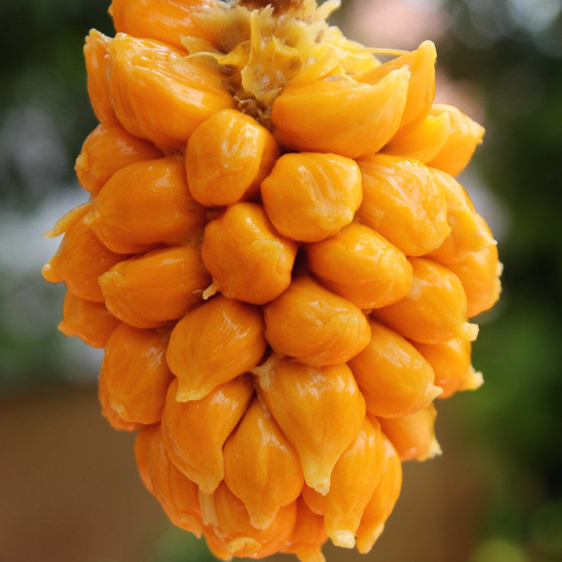 Anjili Jack Fruit Live Plant( Artocarpus hirsutus)