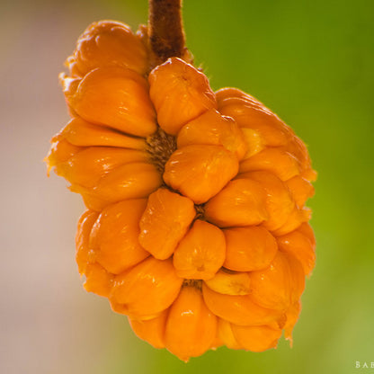 Anjili Jack Fruit Live Plant( Artocarpus hirsutus)