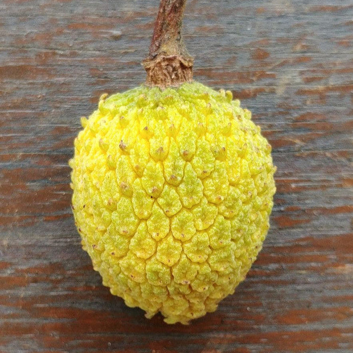 Annona paludosa Fruit Plant