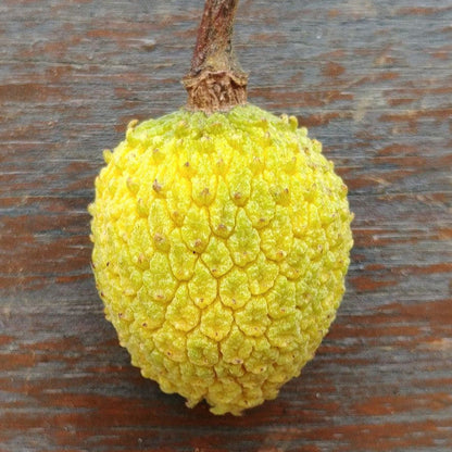 Annona paludosa Fruit Plant