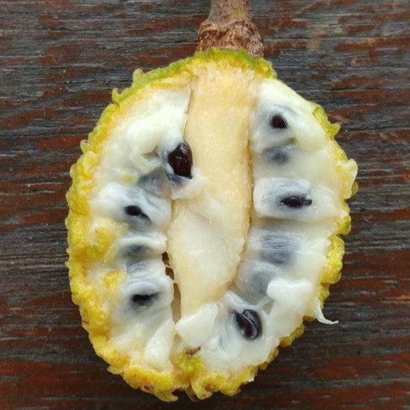 Annona paludosa Fruit Plant