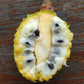 Annona paludosa Fruit Plant