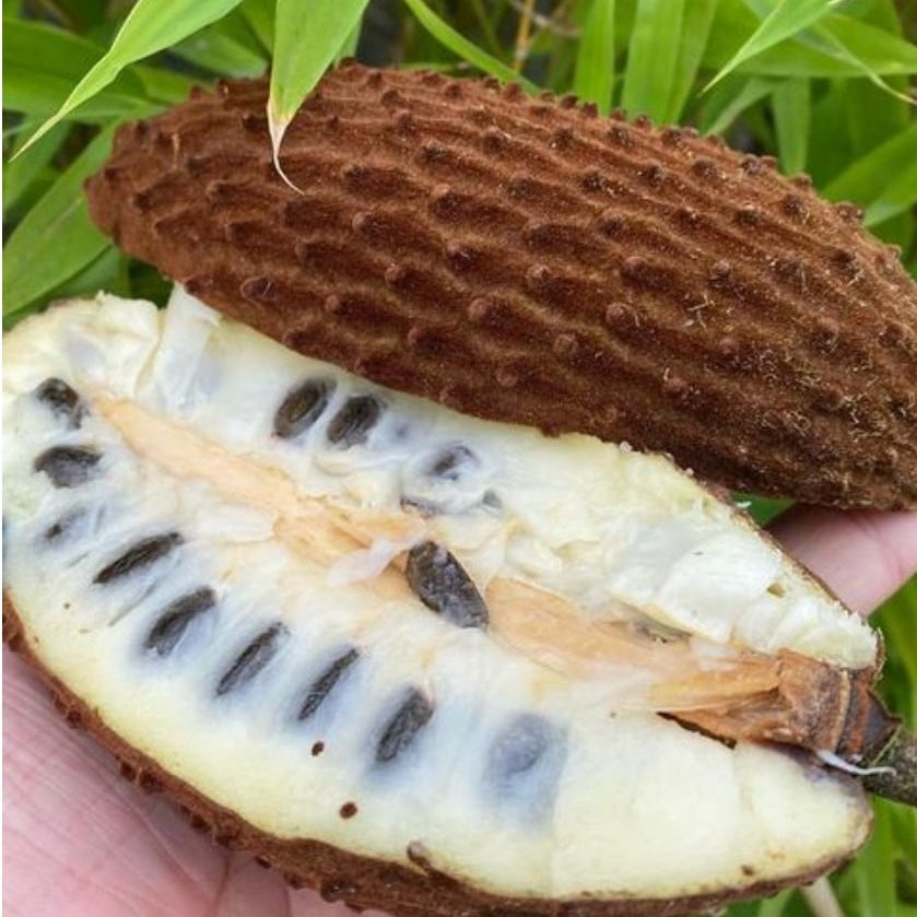 Annona cherimolioides Live Plant