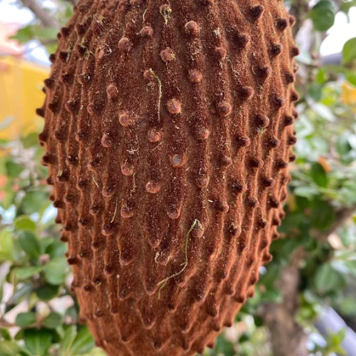 Annona cherimolioides Live Plant