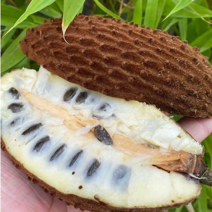 Annona cherimolioides Live Plant