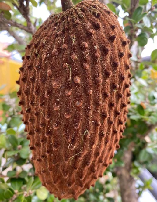 Annona cherimolioides Live Plant