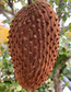 Annona cherimolioides Live Plant