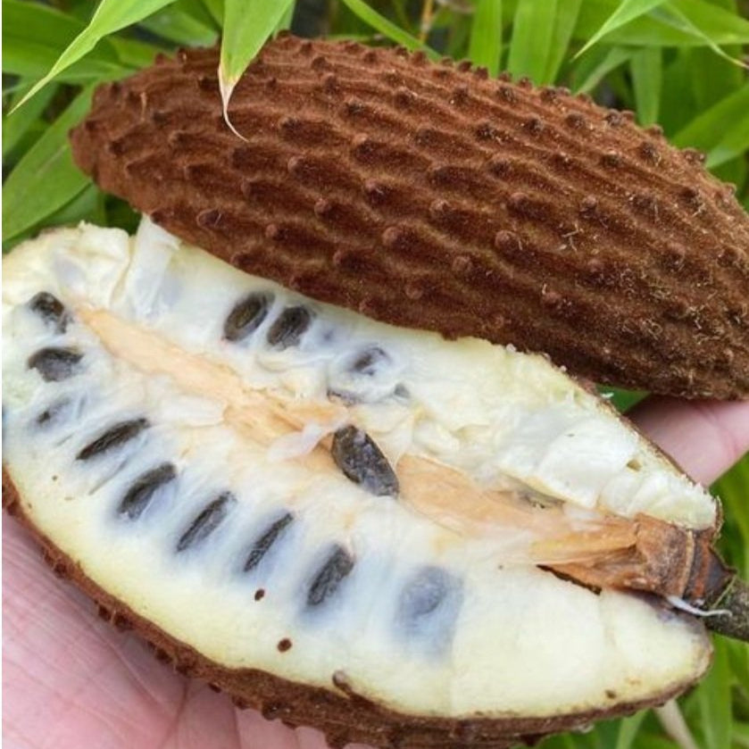 Annona cherimolioides Live Plant