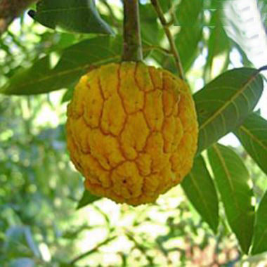 Araticui Fruit Plant (Annona Dolabripetala)