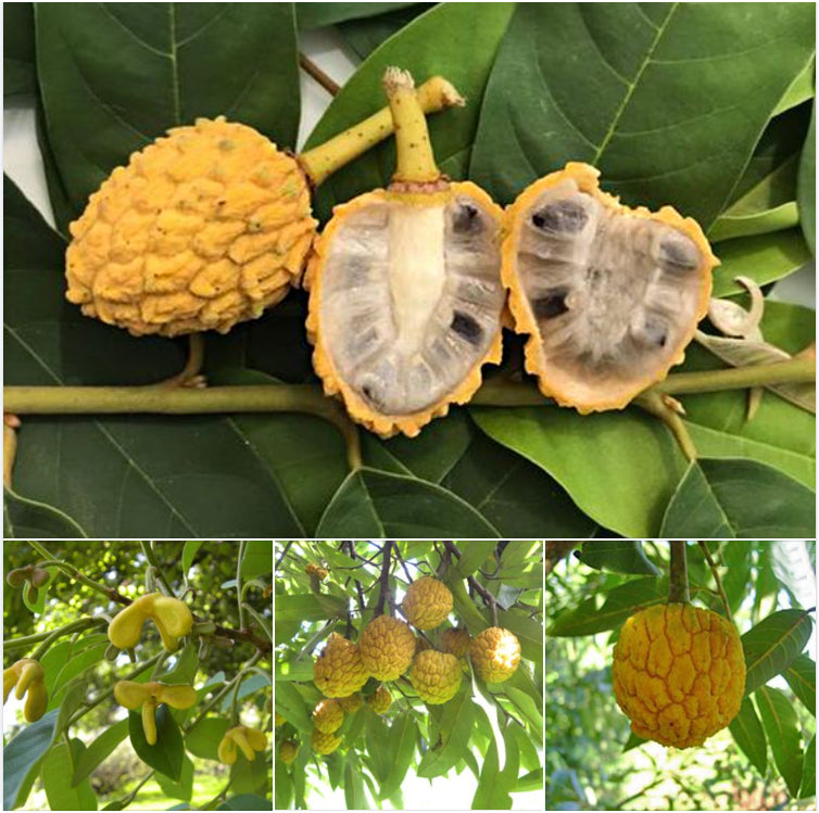 Araticui Fruit Plant (Annona Dolabripetala)