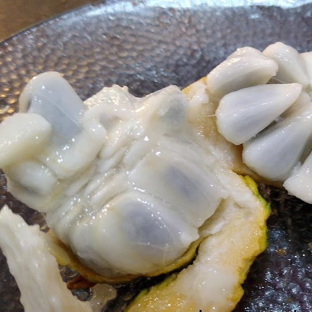 Araticui Fruit Plant (Annona Dolabripetala)