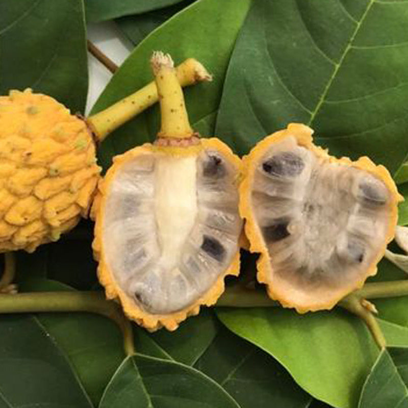 Araticui Fruit Plant (Annona Dolabripetala)