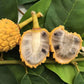 Araticui Fruit Plant (Annona Dolabripetala)