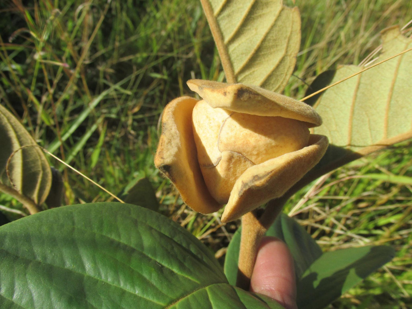 Annona Monticola Fruit  plant (Annona Monticola)