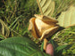 Annona Monticola Fruit  plant (Annona Monticola)