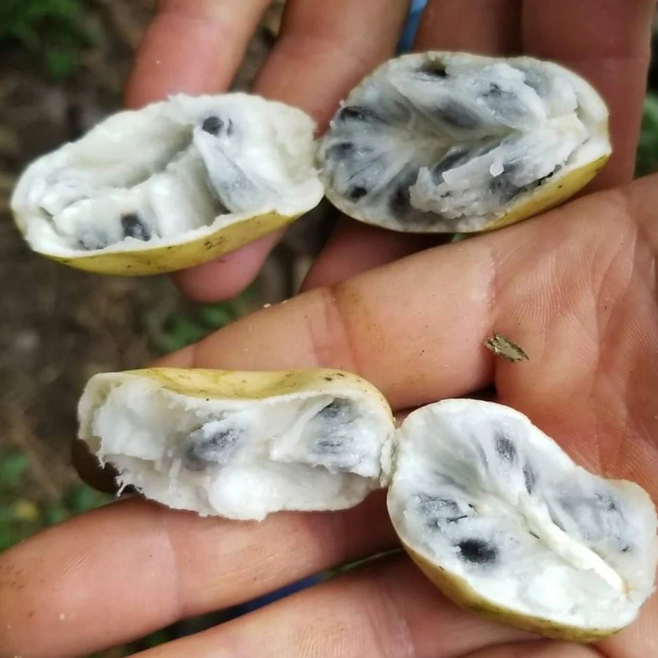 Annona Quinduensis Fruit Plant(Annona Quinduensis)