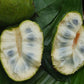Annona Cacans Live Plant