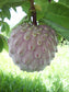 Pink Ilama Fruit Live Plant ((Annona Diversifolia)