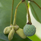 Annona exsucca Live Plant