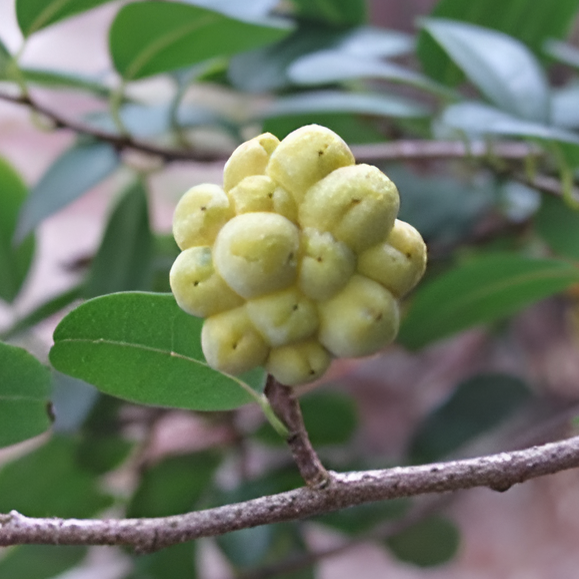 Annona maritima Live Plant (Annona maritima )
