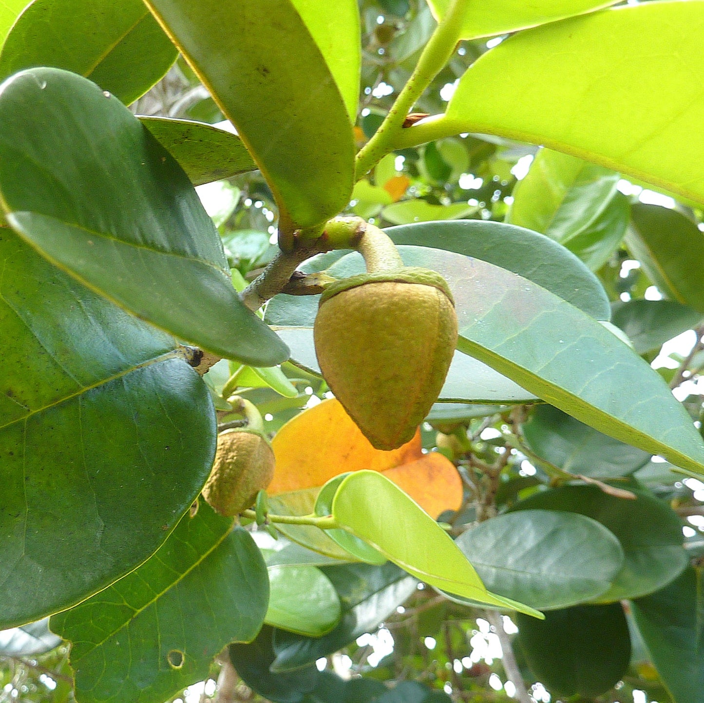 Beach Sugar Apple Fruit Plants ( Annona Salzmannii)