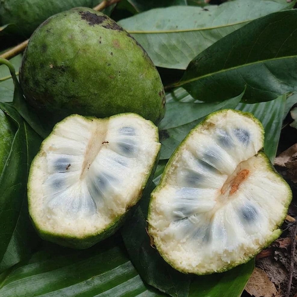 Annona Cacans Live Plant