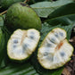 Annona Cacans Live Plant