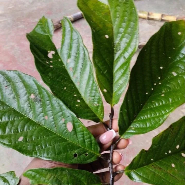 Annona sp. “Chocoana Live Plant (Annona sp. “Chocoana)