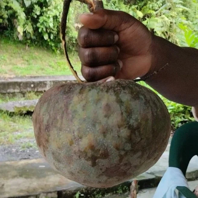 Annona sp. “Chocoana Live Plant (Annona sp. “Chocoana)