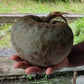 Annona sp. “Chocoana Live Plant (Annona sp. “Chocoana)