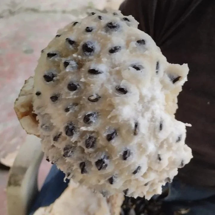 Annona sp. “Chocoana Live Plant (Annona sp. “Chocoana)