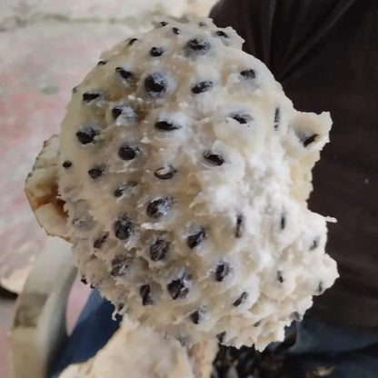 Annona sp. “Chocoana Live Plant (Annona sp. “Chocoana)