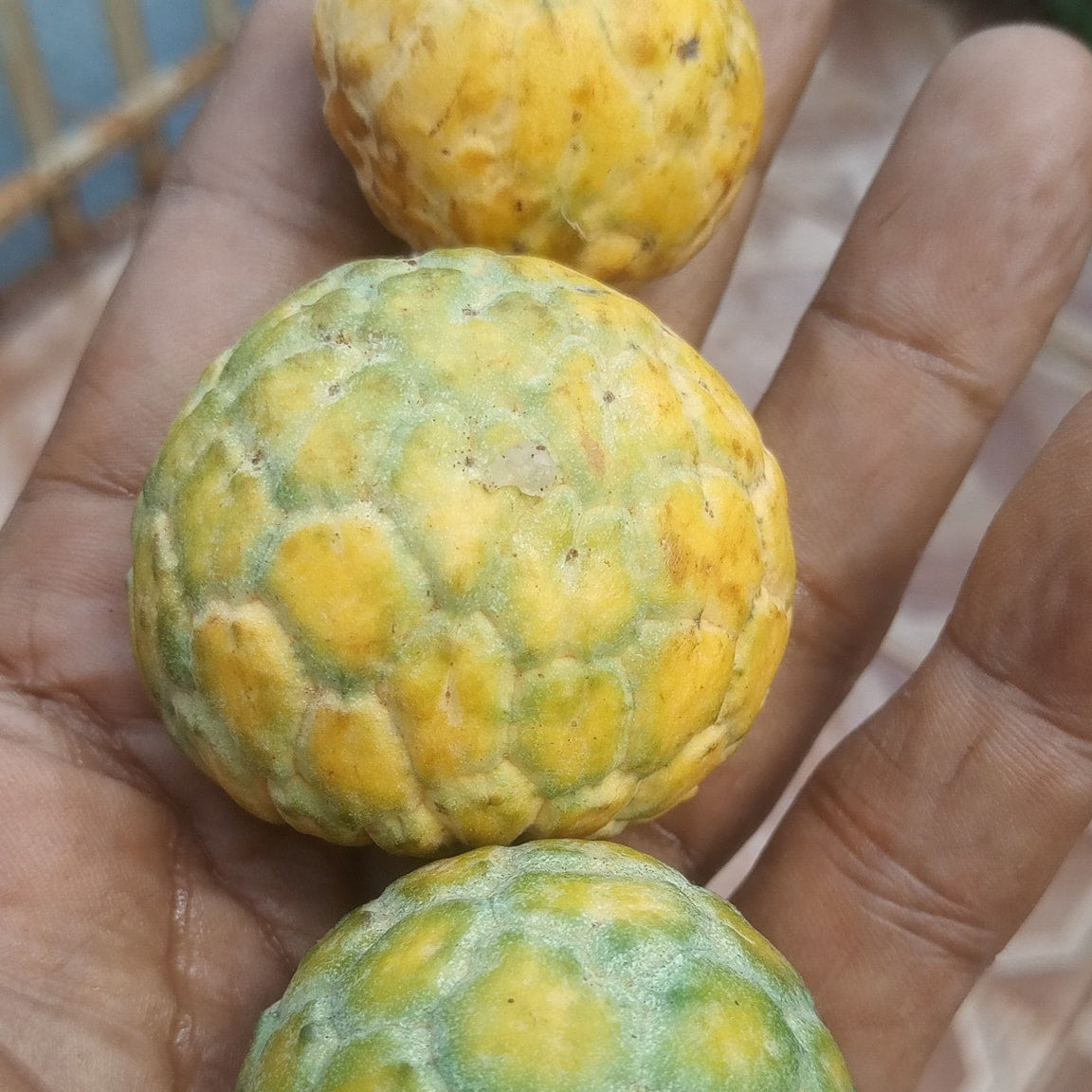 Annona emarginata Live Plant