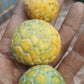 Annona emarginata Live Plant
