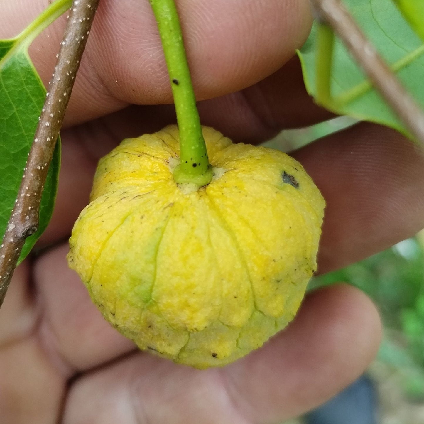 Annona emarginata Live Plant
