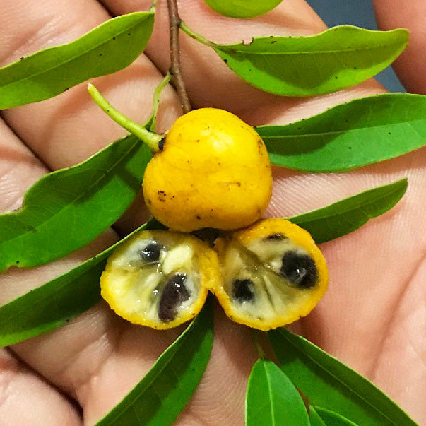 Annona emarginata Live Plant