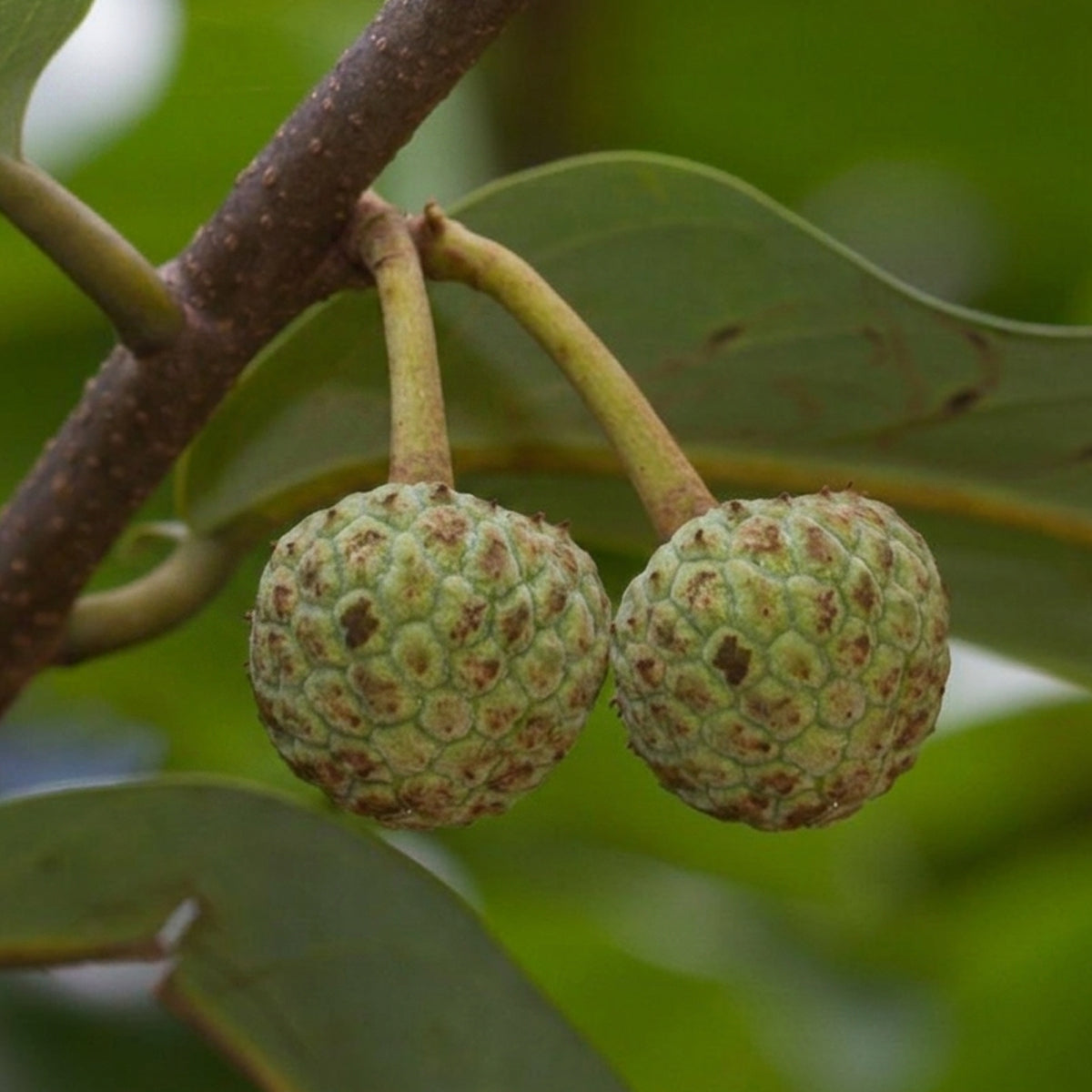 Annona exsucca Live Plant