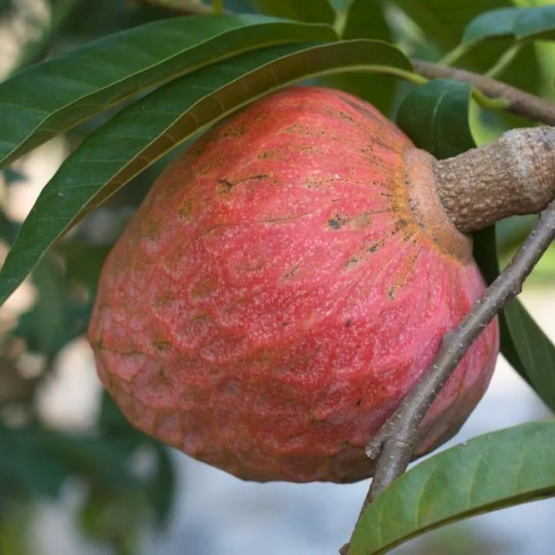 Custard Apple Fruit Plant (Annona Reticulata) – veliyathgardens